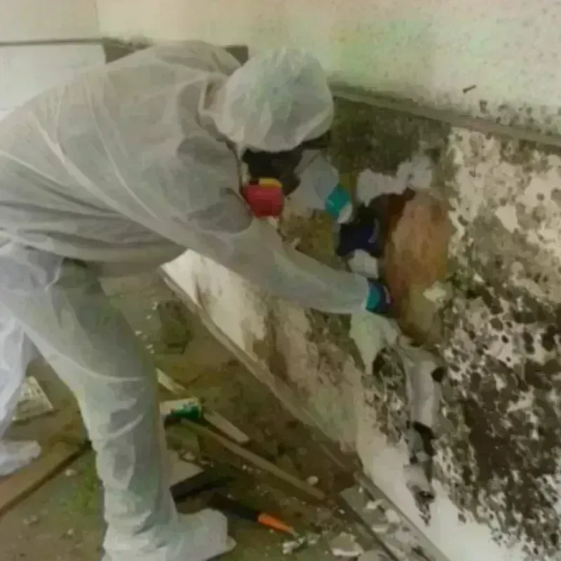 Mold Remediation and Removal in San Felipe Pueblo, NM